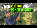 CARA PRUNING POHON ALPUKAT MENJELANG BERBUAH