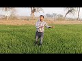 potash boron amino acid and fungicide mix spray on wheat crop spray tank mixture preparation