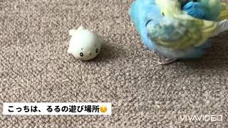 意地悪なオカメインコ