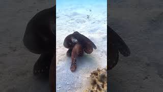 Commun octopus « walking » on the sand of Gorilla chop dive site - Okinawa