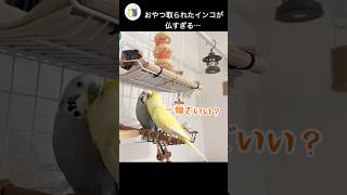 これぞ神対応⁉︎#インコのおしゃべり#ほのぼの#癒し