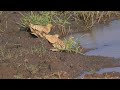 chestnut bellied sandgrouse drinking