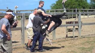 Ostrich riding