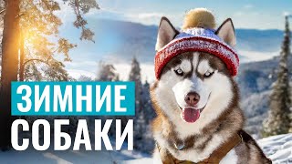 ❄️Самые ЗИМНИЕ ПОРОДЫ собак, которые НЕ БОЯТСЯ МОРОЗА! | Советы кинолога | ЛавГав