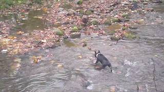 Boston Terrier Moxie meets Salmon