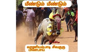 🔥💪வாணியம்பாடி சிவகுரு பிளேபாய் மீண்டும் மீண்டும் ✨🌋