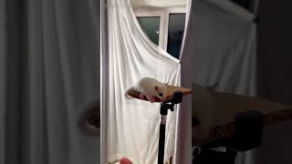 Recording A Sugar Glider's First Takeoff|asmr|funny|funnyvideo|shorts|flying