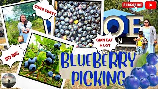 Visiting a #farm  : BlueBerry picking at Johnson farm in #monroe #washington #usa #travel