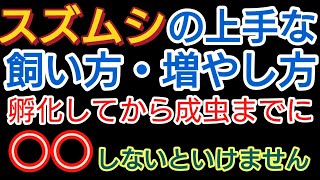 【30匹から数万匹へ】スズムシの上手な飼い方。○○しないと死滅します【スズムシ】