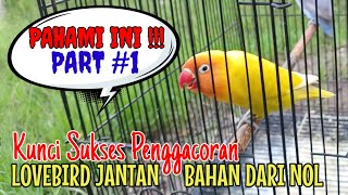 Pahami cara penggacoran lovebird jantan bahan dari NOL samapai gacor #part1