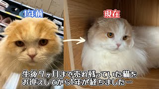 生後７ヶ月まで売れ残っていた猫をお迎えしてから1年が経ちました。