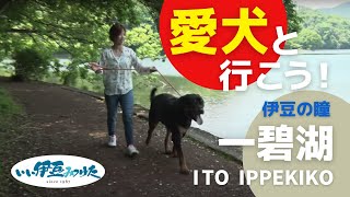 【いい伊豆】愛犬と行こう！伊豆の瞳“一碧湖”　前編