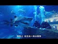 为什么水族馆里没有大白鲨