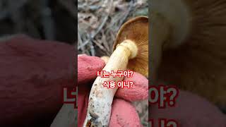 너는 누구야? 맛나게 보이는데 식용이니?#정선아지매#정선5일장#버섯산행