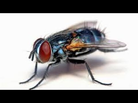 Die Stubenfliege Youtube