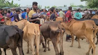 আজ শুক্রবার ৬/৯/২৪ দক্ষিণবঙ্গের ঐতিহাসিক চৌগাছা হাটে ভরপুর আমদানি হাড্ডিসার গরু | গাভী গরুর দাম যশোর