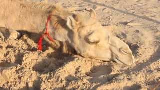 Sleeping Camel at the market in Dubai