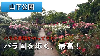 山下公園のバラ  2022