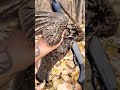 Ruffed Grouse