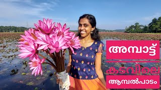 Aambal paadam vlog || Ambattukadavu  #malarikkal #ambattukadavu #waterlillies #kottayam