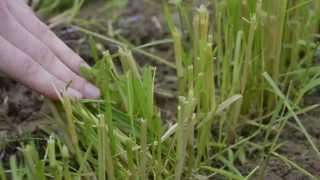 Vetch rye - Cultivation and harvest