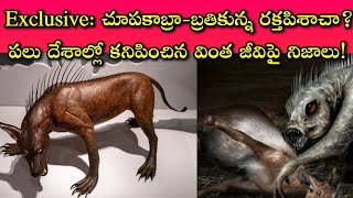 Exclusive Facts about chupaCabra అనే వింత జీవి మాత్రమే ఈ భూమ్మీద ఉన్న ప్రాణుల్లో అతి భయంకరమైనది..!