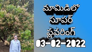 మామిడి తోట ఫుల్ పూత పిందె //ఫీడ్ బ్యాక్//03/02/2022//భరత్ రైతుబడి