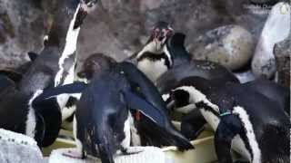 マリンピア松島水族館　ペンギン達の豪快なお食事