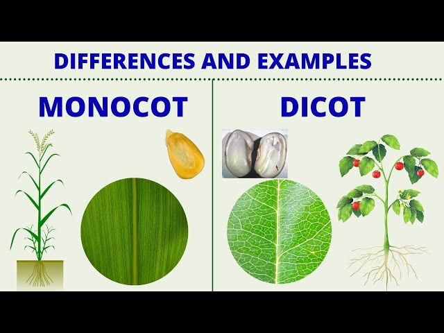 Monocots Vs Dicots Explained 44 Off Monocots Vs Dicots Explained 44 Off