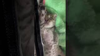 保護猫キティーちゃん肺炎治療中