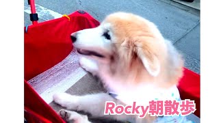 Rocky朝散歩 live  沖縄移住計画