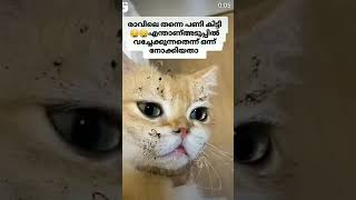 ഒന്ന് ടെസ്റ്റ് ചെയ്തതാ😂 #funny #cat