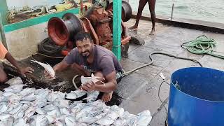 पापलेट माश्याची मासेमारी वसई /traditional fisherman