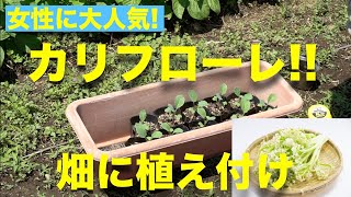 女性に大人気！　カリフラワーの育て方 植え付け編【株間調整、定植、トンネル作り】カリフローレ