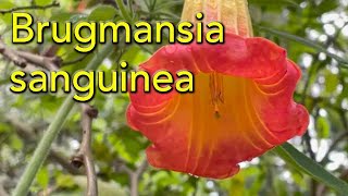 How to Grow Brugmansia sanguinia  -  The Red Angel's trumpet