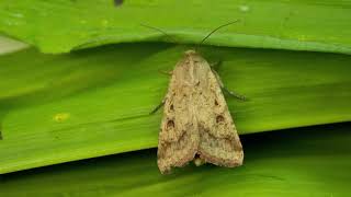 Ask Gardener Lynn  “How do I keep the worms from eating my sweet corn ears.”