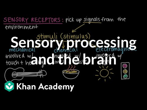 What is the process by which our sensory systems convert stimulus energies into neural messages?