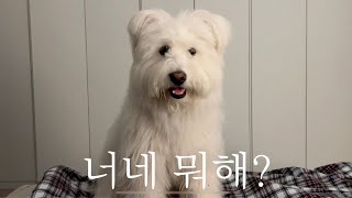 신혼부부의 달콤한 밤을 방해하는 강아지