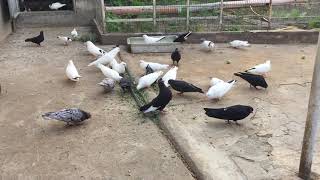 #Pigeon.Что лучше убрать слабых и больных или заразить всех???