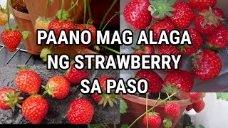 PAANO MAG ALAGA NG STRAWBERRY SA PASO