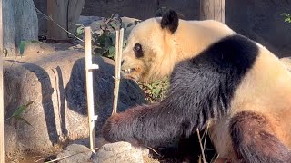 飼育員さんが準備してくれる竹は美味しそうだねシャオくん🐼　1月11日 ueno zoo panda