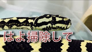 掃除してほしくて飼い主に圧をかける蛇【カーペットパイソン】