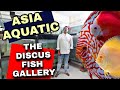 Asia Aquatic The Discus Fish Gallery