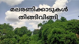 ഗ്രാമഭംഗി|ചങ്ങമ്പുഴ കൃഷ്ണപിള്ള |മലയാളം കവിതകൾ |Gramabhangi|Changampuzha| Malayalam Kavithakal