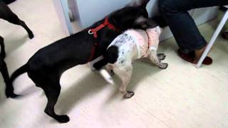 Duli and Anna playing at the vet clinic  2011.8.10