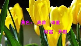 郁金香花语—-国平微电影