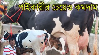 ৫০ টির ও অধিক গাভী থেকে বাছাই করে নিন পাইকারীর চেয়েও কমদামে। মাত্র ১৪০ হাজার টাকায় ১৫ লিটার সহ গাভী।