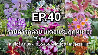 EP.40 รายการกล้วยไม้ต้อนรับฤดูหนาว สนใจเเอดไลน์เลยจ้า ID line : jezziiijz หรือโทร 0971765657