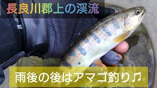 郡上の渓流釣り。雨後の後は、アマゴ釣り🎵