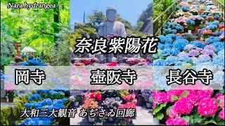 ［Nara 紫陽花］大和三大観音 あじさい回廊A hydrangea